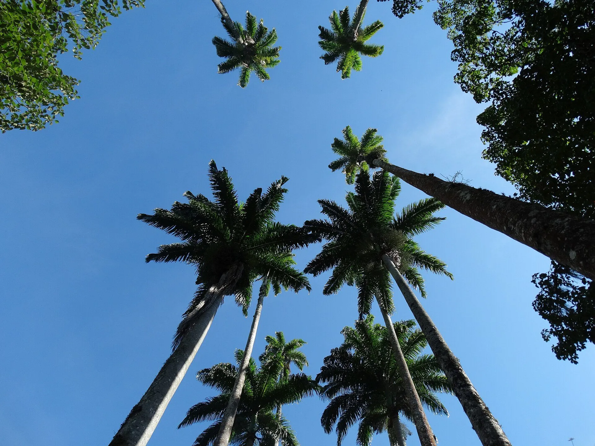 Jardim Botânico