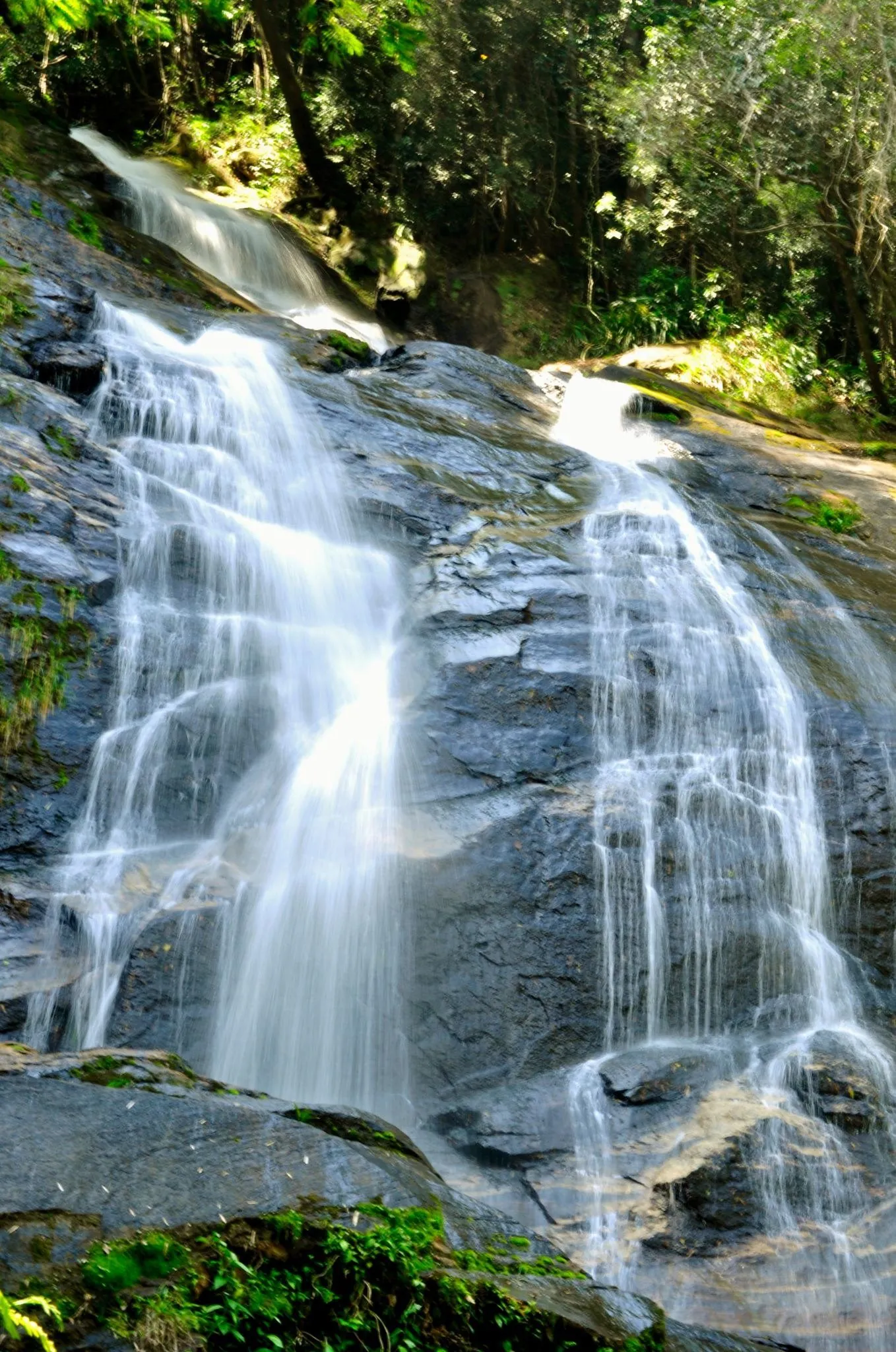 Tijuca Forest tour