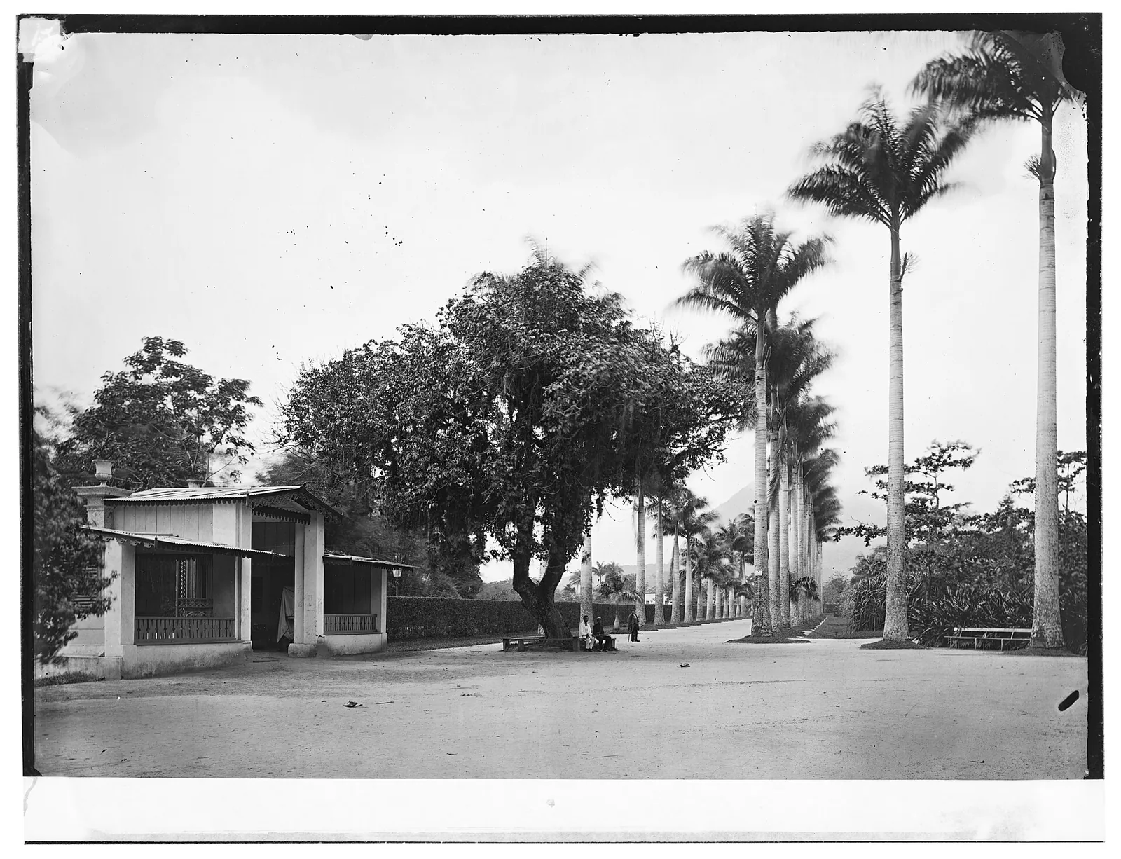 Aleia das Palmeiras Imperiais — a avenida de palmeiras imperiais no Jardim Botânico do Rio de Janeiro