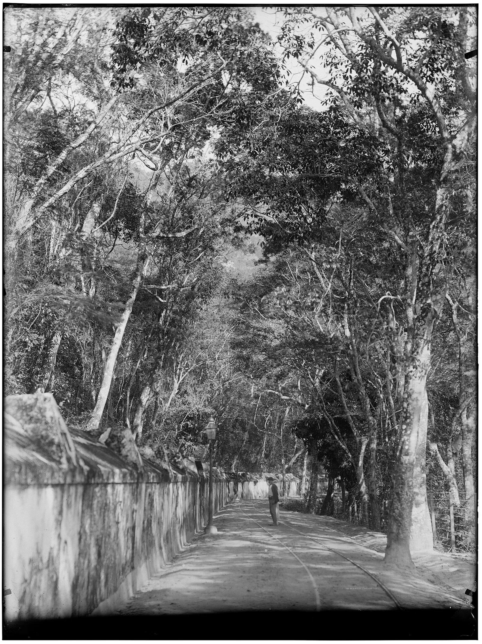The Tijuca rainforest canopy inside Rio de Janeiro, mountains and city beyond
